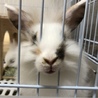 5月23日生まれの子ウサギ 3 サムネイル3