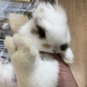 5月23日生まれの子ウサギ 3 サムネイル4