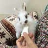 5月23日生まれの子ウサギ 3 サムネイル6