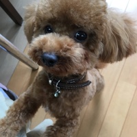 ペコ