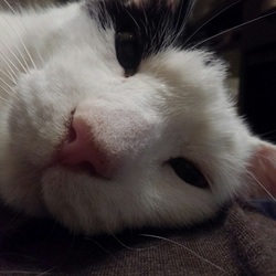 「つめとぎ…」サムネイル3