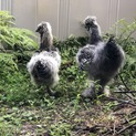 烏骨鶏 アメリカンシルキー オス 2羽