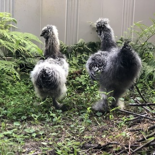 烏骨鶏 アメリカンシルキー オス 2羽