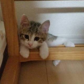 里親さん、決定しました。ありがとうございます！