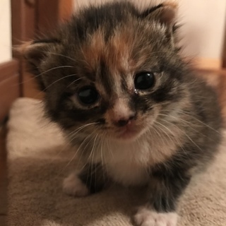 元気いっぱい三毛猫の小豆ちゃん(仮名)たぶん♀