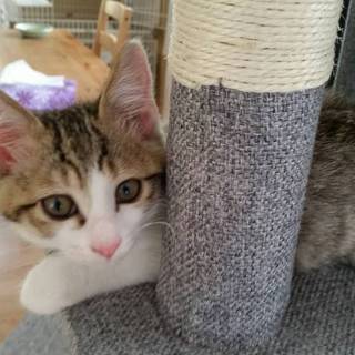 里親さん、決定しました。ありがとうございます！