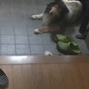 の写真