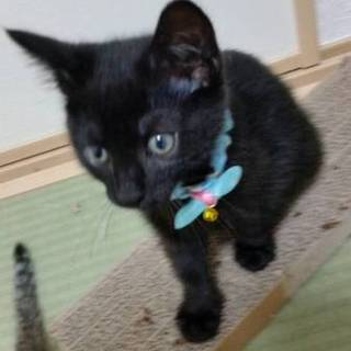 里親さん、決定しました。ありがとうございます！