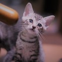 くりくりお目めのかわいい子猫です