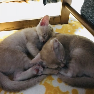  【 元氣いっぱいな子たちを大切な家族に】