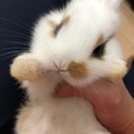 5月23日生まれの子ウサギ 2