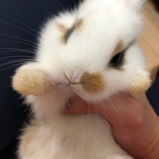 5月23日生まれの子ウサギ 2