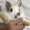 5月23日生まれの子ウサギ 2 サムネイル5
