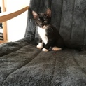 可愛い子猫ちゃん❤️ 
