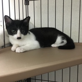 可愛い〜黒白ちゃん❤️女の子 3ヶ月