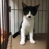 可愛い〜黒白ちゃん❤️女の子 3ヶ月 サムネイル2