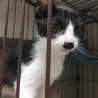 可愛い〜黒白ちゃん❤️女の子 3ヶ月 サムネイル4