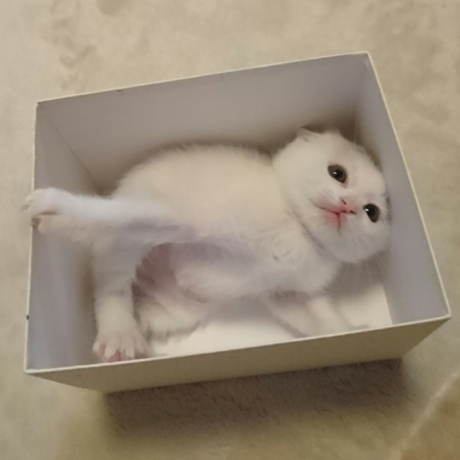 こはく3110のカバー写真