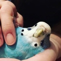 手乗りインコ