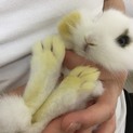5月23日生まれの子ウサギ