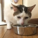 五歳の猫ちゃん(雄)保健所行き寸前です！急募！