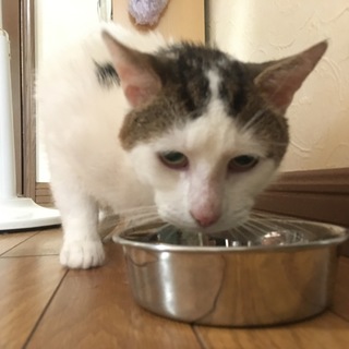 五歳の猫ちゃん(雄)保健所行き寸前です！急募！