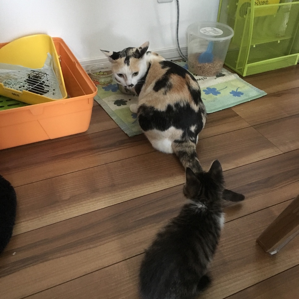 はるのカバー写真