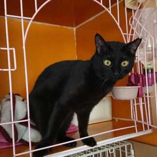 魔女の宅急便のジジにそっくり、チャーミングな女の子