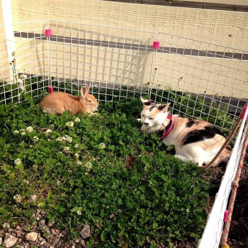 ラブのカバー写真