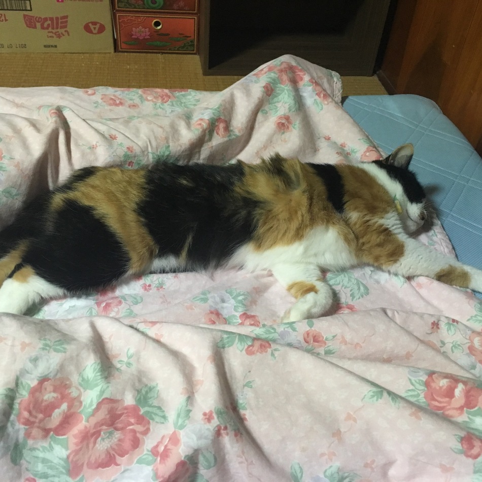 なっつのカバー写真