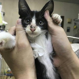 人なつこい甘えん坊くんでハナマルの性格の子猫