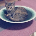 綺麗なサビ猫