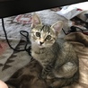 綺麗なサビ猫 サムネイル3