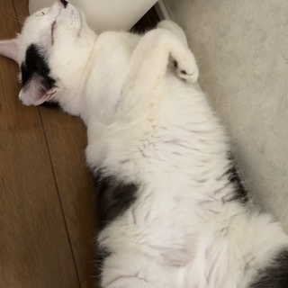 ツンデレだけど甘えん坊　ピース君