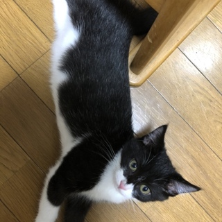 はちわれ兄弟 女の子