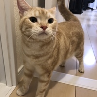 マシュー