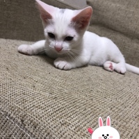 ジャスミン