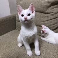 きゅうべい
