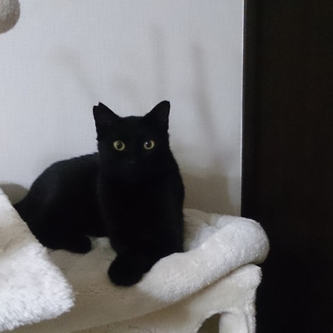 保護猫クロスケの部屋のカバー写真