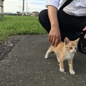 茶トラ♀メスの子猫