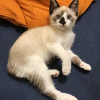 アナキン