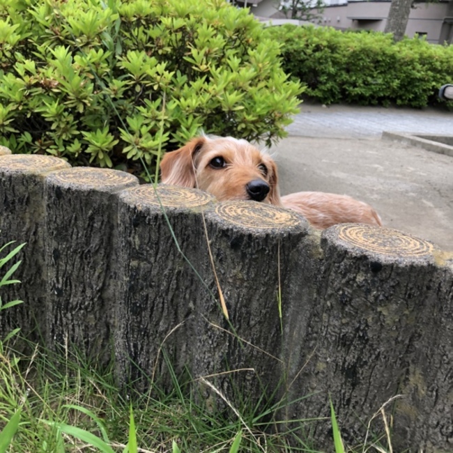 ぷにぷにの肉球大好きのカバー写真