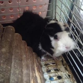 モルモットの里親を募集いたします。