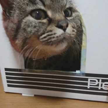 箱入りにゃんこ