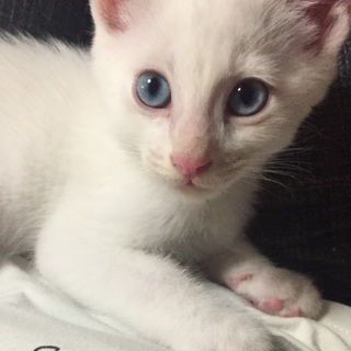 可愛い子猫里親様募集^ ^