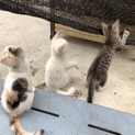 デレデレな三毛猫【みこ♀】