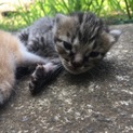 7月1日生まれのメス猫ちゃん