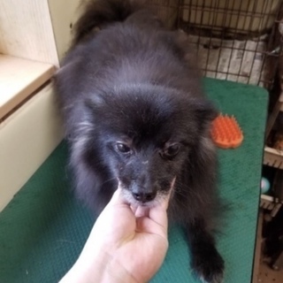 ポメラニアンの女の子