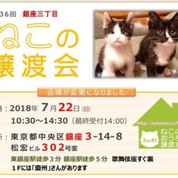 7月22(日)第36回★ミャオ!ねこのおうち譲渡会★銀座3丁目会場