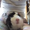 モルモットの里親を募集いたします。 サムネイル4
